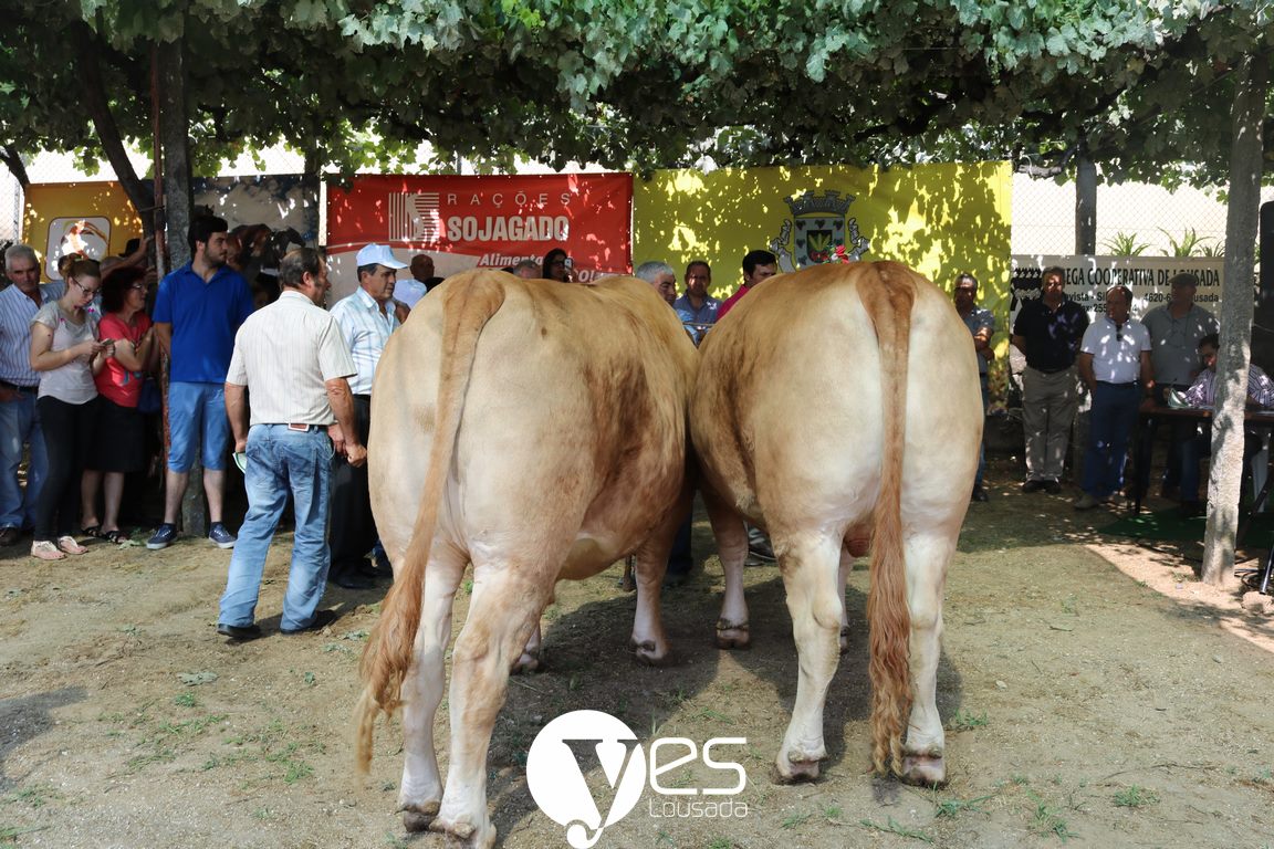 Sojagado em concurso pecuário.jpg