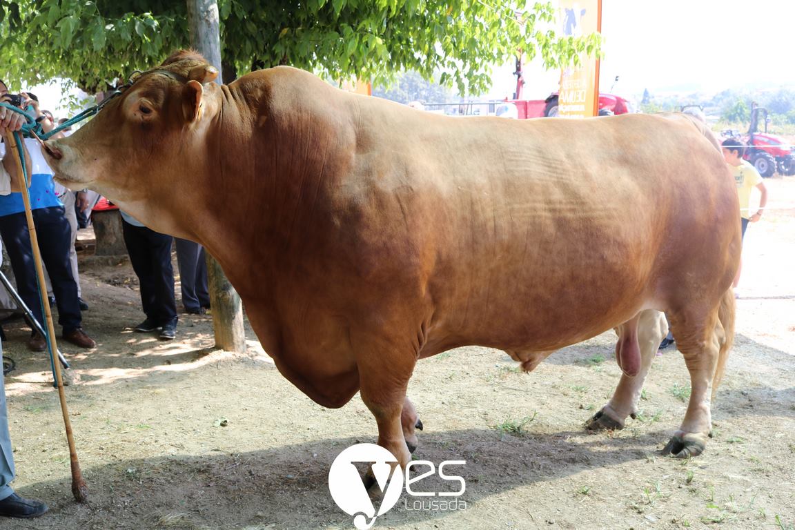 Sojagado em concurso pecuário_2.jpg