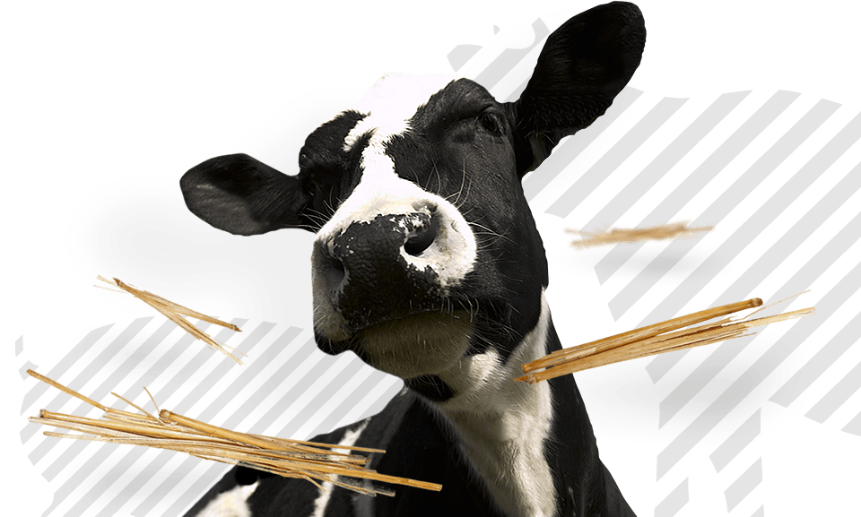 <p>Alimentos compostos para avicultura e pecu&aacute;ria</p>