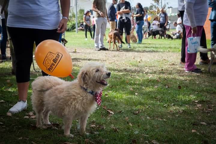 SORGAL PET FOOD apoia a 11ª Cãominhada organizada pela APADO