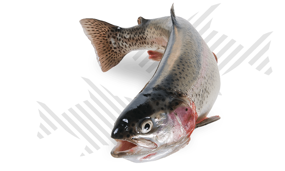 <p>Alimentos compostos para aquacultura</p>