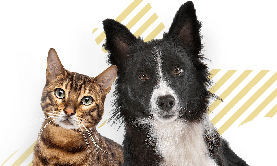 <p>Alimentos compostos para c&atilde;es e gatos</p>