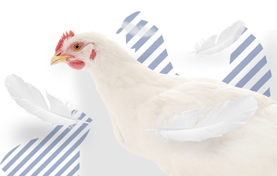 <p>Produ&ccedil;&atilde;o, abate, desmancha e comercializa&ccedil;&atilde;o de carne de aves</p>