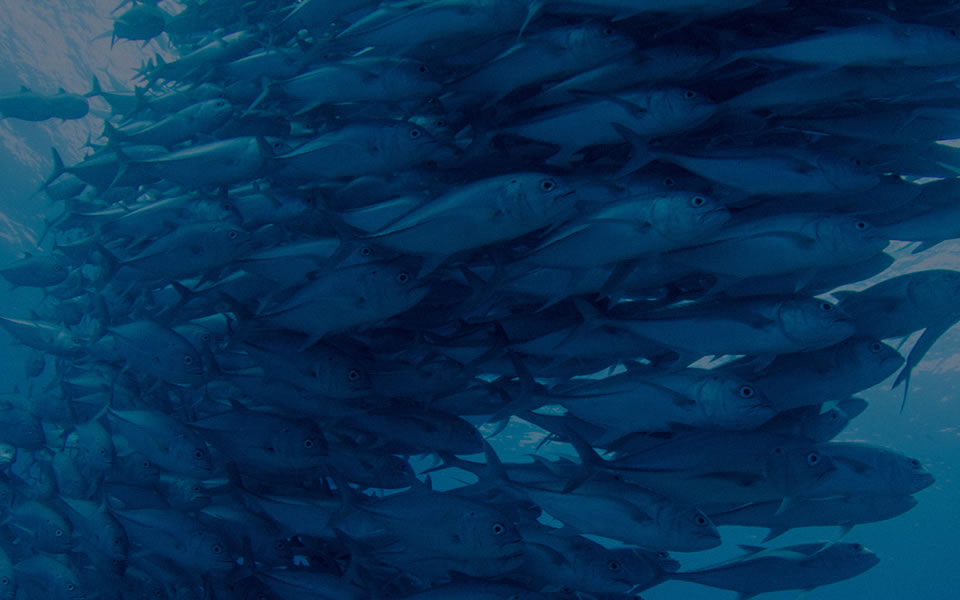 High quality nutritional ingredients for sustainable Aquafeed &amp; Petfood